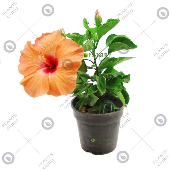 Hibiscus Dwarf Orange Jumbo Plant - Jaswand, Gudhal