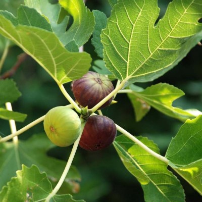 Anjeer Indian Fig Live Plant
