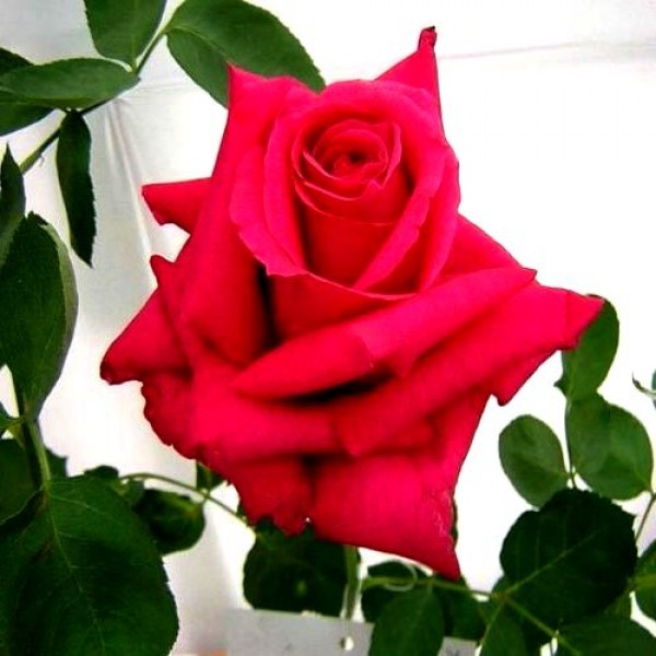Rose Gladiator Red Plant