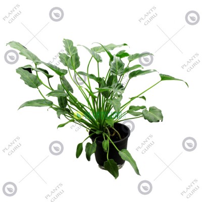 Philodendron Xanadu Plant