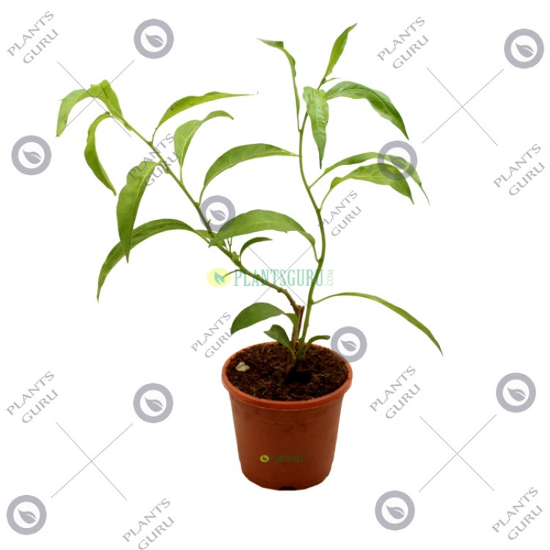 Buy Rani Night Blooming Jasmine plant online at plantsguru.com