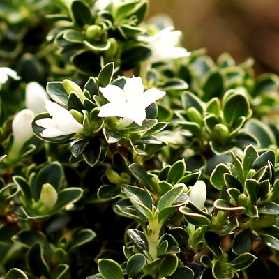 Serissa Foetida Plant - Snowrose