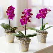 Orchids Plant