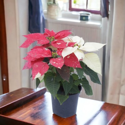 Poinsettia Variegated Plant (Pot Included)