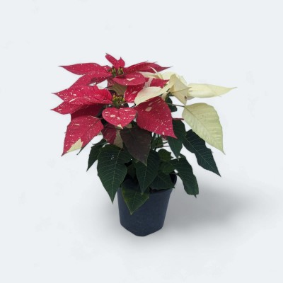 Poinsettia Variegated Plant (Pot Included)