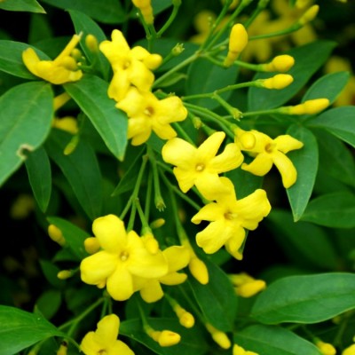 Jui Yellow - Jasminum Humile Revolutum, Chameli Plant