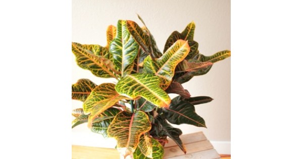Buy Croton Petra plants Online India at cheap price on ...