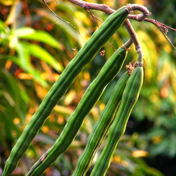 Drumstick Plant - Moringa Oleifera