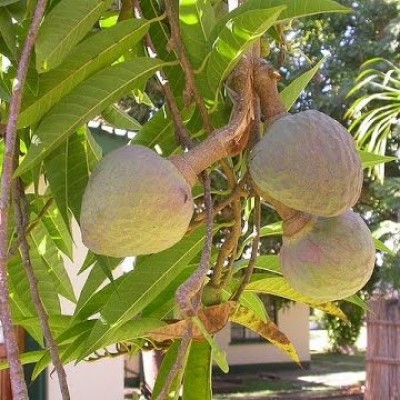 Ramphal Plant - Annona Reticulate