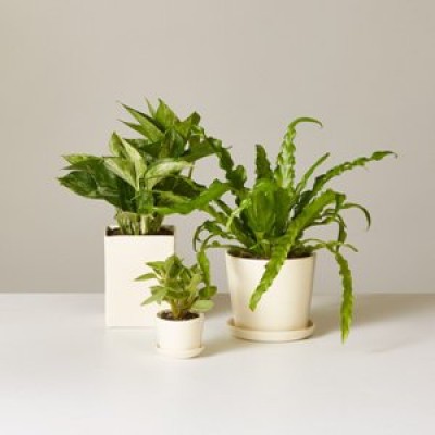 Plants for Return Gifts
