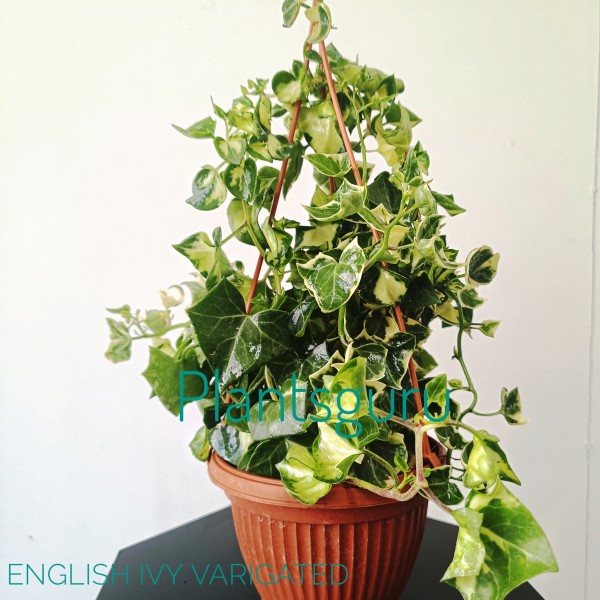 English Ivy Variegated - Hedera Helix(Hanging Basket)