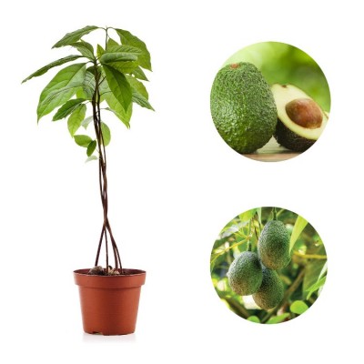 Avocado Plant - Persea Americana, Butter Fruit Plant