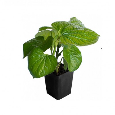 Banarasi Paan Plant - Peper Betel, Betel leaf Plant