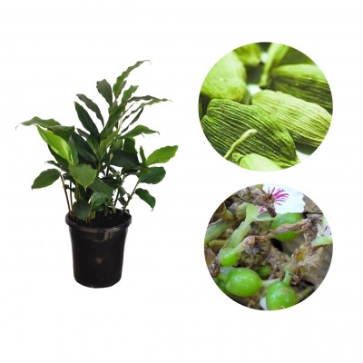 Elaichi Plant - Elettaria Cardamomum, True Cardamom, Welchi