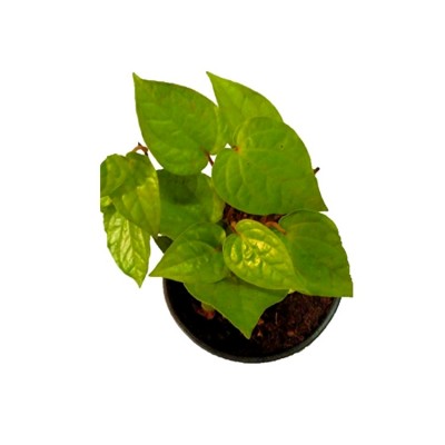 Maghai Paan Plant - Peper Betel, Betel leaf Plant
