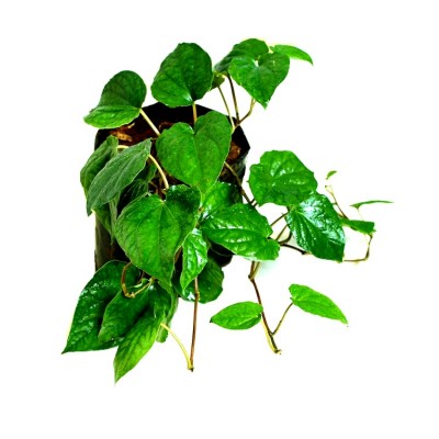 Maghai Paan Plant - Peper Betel, Betel leaf Plant