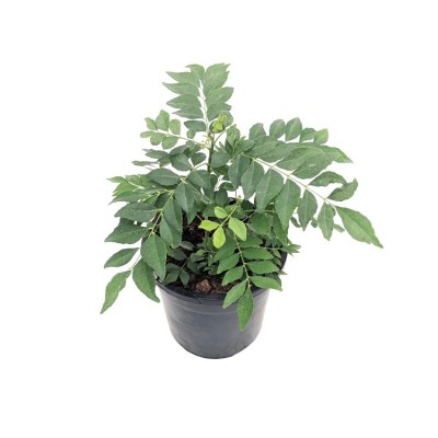 Kadi Patta Plant, Mitha Neem, Curry Leaves Plant, Kadhi Patta