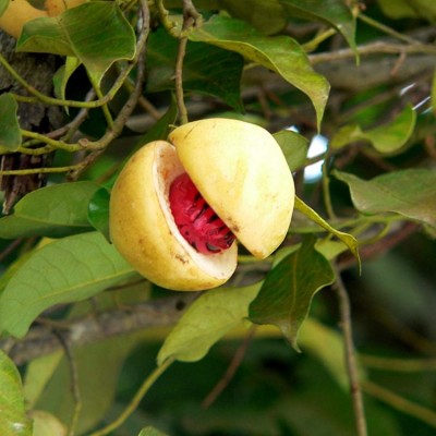 Nutmeg Plant - Jayphal, Jaiphal Plant