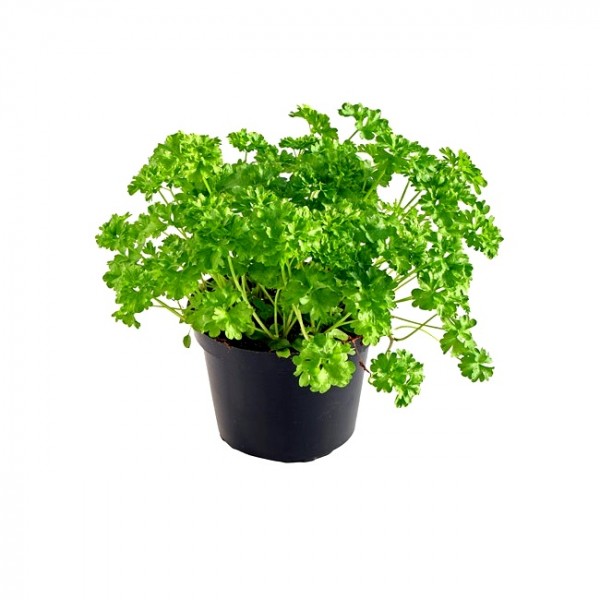 Parsley Plant - Petroselinum Crispum