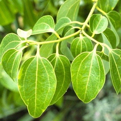 Dalchini Plant - True cinnamon tree, Cinnamon Bark