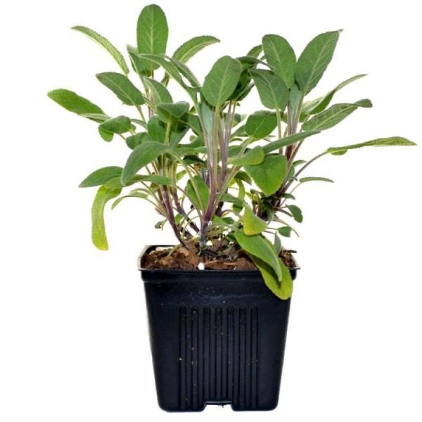 Sage Herb Plant - Salvia Officinalis