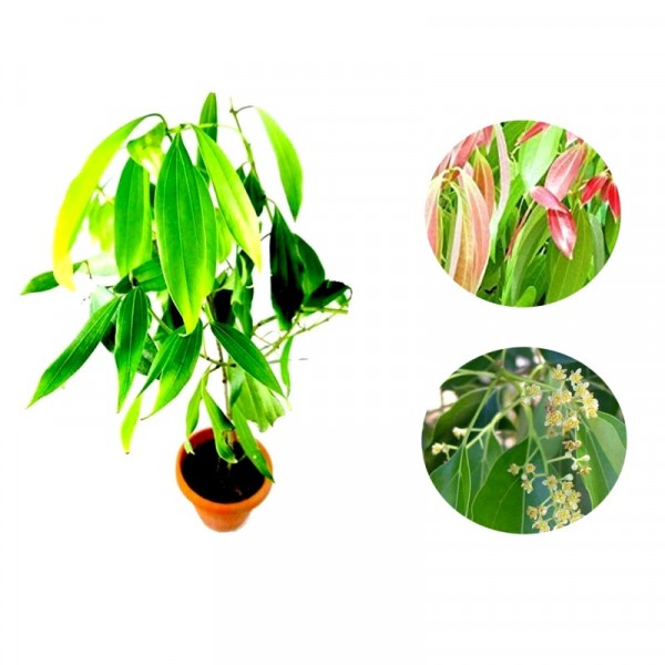 Tej Patta, Tamalpatra, Indian Spice bay Leaf Live Plant