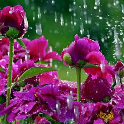 Monsoon Flower Plants