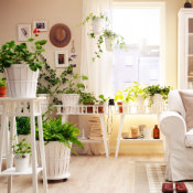 Plants for Living Room