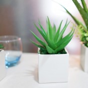 Plants for Office Desk