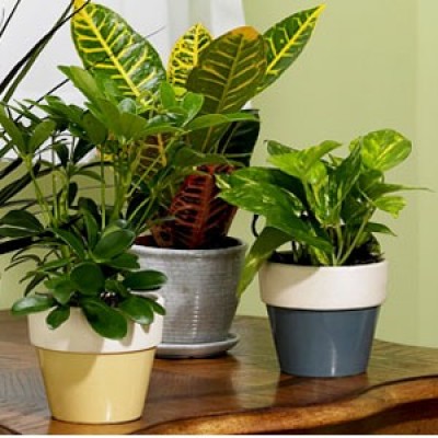 Top 20 Indoor Plants