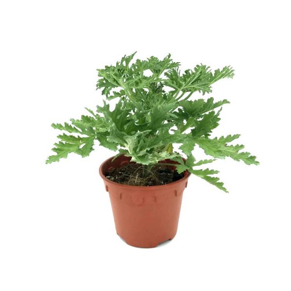 Odomos Plant - Medicinal Geranium, Pelargoniums