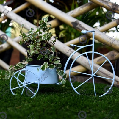 Plant Container Blue Cycle
