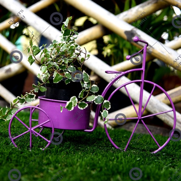 Plant Container Purple Cycle