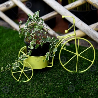 Plant Container Yellow Cycle
