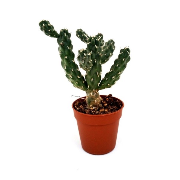 Opuntia Tunicata Plant - Bunny Ear Cactus