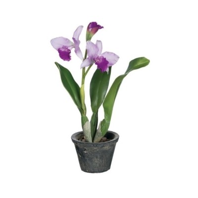 Catleya Orchid Purple - Orchid Plant