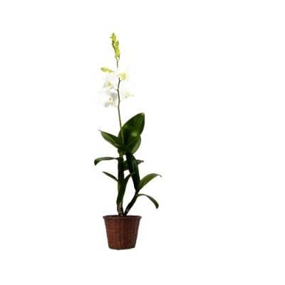 Dendrobium Orchid White - Dendrobium White, Orchid Plant