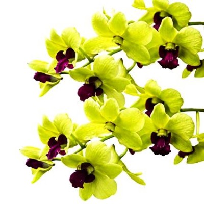 Dendrobium Orchid Yellow - Dendrobium Yellow, Orchid Plant