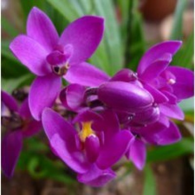 Ground Orchid Plant - Spathoglotis Plicata