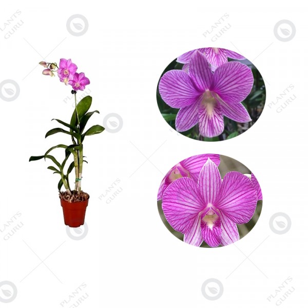 Dendrobium Orchid Pegasus Pink - Dendrobium Pegasus Pink, Orchid Plant