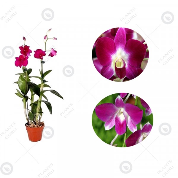 Dendrobium Orchid Purple - Dendrobium Purple, Orchid Plant