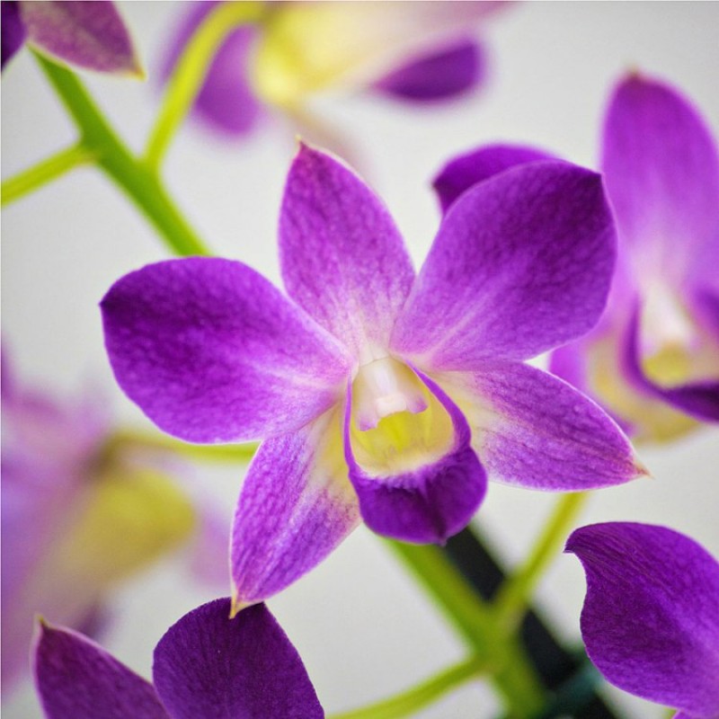 Dendrobium Orchid Purple Mix - Dendrobium Purple Mix, Orchid Plant.