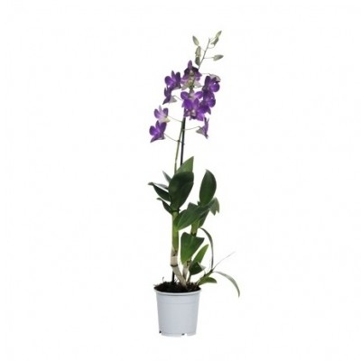Dendrobium Orchid Purple Mix - Dendrobium Purple Mix, Orchid Plant