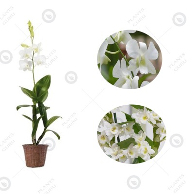 Dendrobium Orchid White - Dendrobium White, Orchid Plant