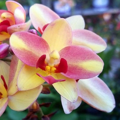 Ground Orchid - Spathoglotis Plicata Yellow mix
