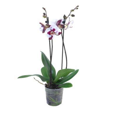 Phalaenopsis Orchid White Pink - Phalaenopsis Polka Dot, Orchid Plant