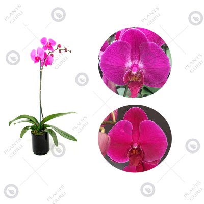 Phalaenopsis Orchid Pink - Lianher Red Apple