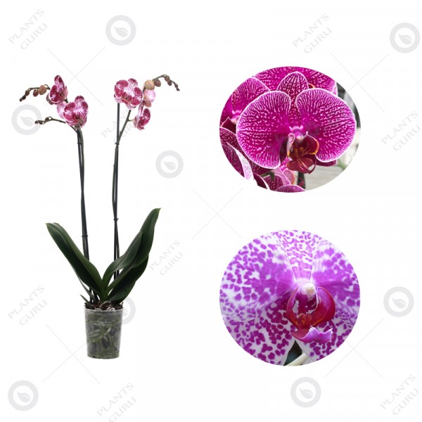 Phalaenopsis Orchid Pink Bicolor - Phalaenopsis Pink Blush