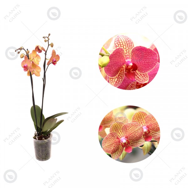Phalaenopsis Orchid Yellow Blush - Orchid Plant