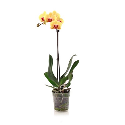 Phalaenopsis Orchid Yellow Mix - Orchid Plant